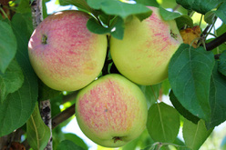 Яблоня «Зарянка»